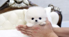 Photo №1. pomeranian - for sale in the city of Дортмунд | 581$ | Announcement № 122772