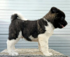 Photo №1. american akita - for sale in the city of Kraljevo | negotiated | Announcement № 125132