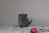 Photo №3. BSH kittens . Very fluffy , taking deposits. Germany