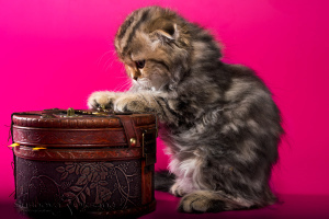 Additional photos: Scottish fold kittens - marble girl