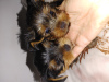 Photo №2 to announcement № 41950 for the sale of yorkshire terrier - buy in Israel private announcement