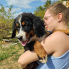 Photo №3. Bernese mountain dog puppies. Serbia