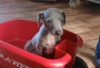 Photo №2 to announcement № 126943 for the sale of italian greyhound - buy in Germany private announcement