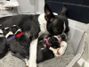 Additional photos: We have 5 beautiful bostons puppies for sale,
