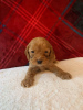 Photo №4. I will sell non-pedigree dogs in the city of Bamberg. private announcement - price - Is free