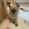 Photo №4. I will sell british shorthair in the city of Berlin. from nursery, from the shelter - price - 423$