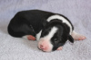 Additional photos: border collie puppies