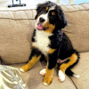 Photo №1. bernese mountain dog - for sale in the city of Kiev | 370$ | Announcement № 81305