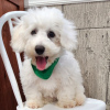 Photo №1. bichon frise - for sale in the city of Bogotá | 150$ | Announcement № 45700