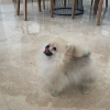 Additional photos: Pomeranian