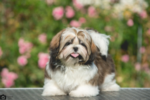 Photo №2 to announcement № 2817 for the sale of shih tzu - buy in Ukraine breeder