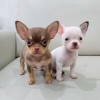 Photo №1. chihuahua - for sale in the city of Leipzig | 898$ | Announcement № 88370
