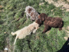 Additional photos: Purebred Lagotto Romagnolo Puppies