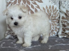 Photo №1. maltese dog - for sale in the city of Rome | 371$ | Announcement № 107576