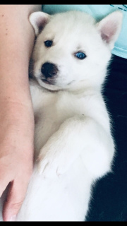 Additional photos: Beautiful Siberian Husky puppies from a smart couple!