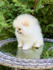 Photo №3. Adorable Pomeranian puppies. Germany