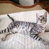 Additional photos: Bengal kittens for sale