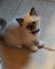 Photo №3. Ragdoll kitten. Russian Federation