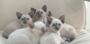 Photo №2 to announcement № 69145 for the sale of siamese cat - buy in Finland 