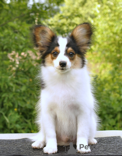Photo №1. papillon dog - for sale in the city of Москва | 815$ | Announcement № 7360