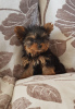 Photo №2 to announcement № 11141 for the sale of yorkshire terrier - buy in Slovakia private announcement