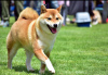 Additional photos: Shiba Inu puppies for sale