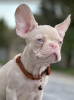 Photo №4. I will sell french bulldog in the city of Сивац. breeder - price - negotiated