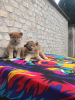 Photo №1. shiba inu - for sale in the city of Bačka Topola | negotiated | Announcement № 94982