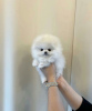 Photo №2 to announcement № 114238 for the sale of pomeranian - buy in Australia private announcement