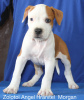 Photo №1. american staffordshire terrier - for sale in the city of Yekaterinburg | negotiated | Announcement № 24222