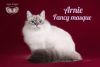 Photo №2 to announcement № 89481 for the sale of siberian cat - buy in Russian Federation from nursery