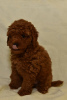 Photo №3. Miniature poodle. Serbia