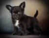Photo №2 to announcement № 35881 for the sale of chihuahua - buy in Russian Federation breeder