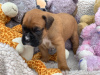 Photo №2 to announcement № 36010 for the sale of boxer - buy in United States private announcement