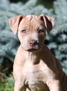 Additional photos: Exclusive offer! Isabella Pit Bull Girls