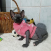 Photo №1. sphynx-katze - for sale in the city of Minsk | 592$ | Announcement № 8062