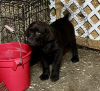 Photo №1. labrador retriever - for sale in the city of Nuremberg | 423$ | Announcement № 56604