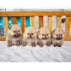 Photo №2 to announcement № 125319 for the sale of pomeranian - buy in Germany private announcement