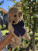 Additional photos: Apricot MEDIUM POODLE puppy