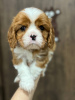 Photo №2 to announcement № 94036 for the sale of cavalier king charles spaniel - buy in Belarus from nursery, breeder