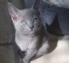 Photo №1. russian blue - for sale in the city of Химки | 363$ | Announcement № 10719