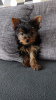 Additional photos: Beautiful miniature Yorkshire terrier puppies