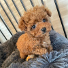 Photo №1. poodle (dwarf) - for sale in the city of Kuwait City | negotiated | Announcement № 68929