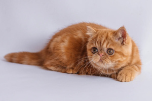 Photo №2 to announcement № 5996 for the sale of exotic shorthair - buy in Belarus from nursery