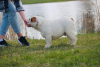 Photo №1. english bulldog - for sale in the city of Daugavpils | 1040$ | Announcement № 19605