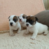 Photo №4. I will sell jack russell terrier in the city of Kruševac. breeder - price - 106$