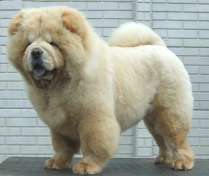 Photo №2 to announcement № 688 for the sale of chow chow - buy in Belarus private announcement