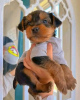 Photo №1. yorkshire terrier - for sale in the city of Cannington | 400$ | Announcement № 99630