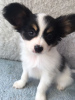 Photo №3. Papillon puppies with Pedigree ready for new homes now. Netherlands