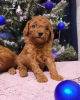 Photo №1. poodle (dwarf) - for sale in the city of Minsk | 1509$ | Announcement № 83142